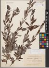 Foto von Salix aurita L. x Salix phylicifolia L.